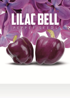 KNESSiN High Yield Purple Capsicum Seeds For Kitchen Gardening-(200 Seeds) Seed(200 per packet)