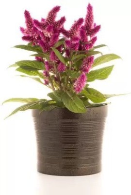 MAA Celosia Dwarf, Cockscomb Seed(240 per packet)