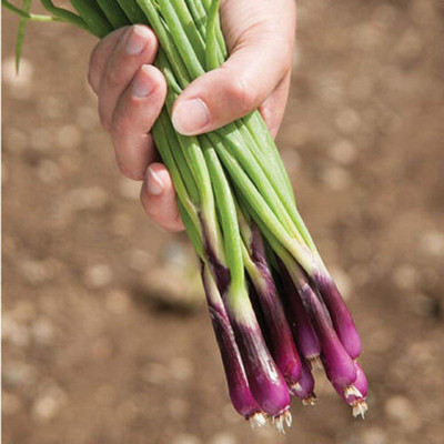 CYBEXIS TLX-58 - Bunching Onion Deep Purple - (4500 Seeds) Seed(4500 per packet)