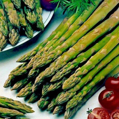 CYBEXIS High Yield Seeds of Vegetable Asparagus Connovers Colossal400 Seeds Seed(400 per packet)