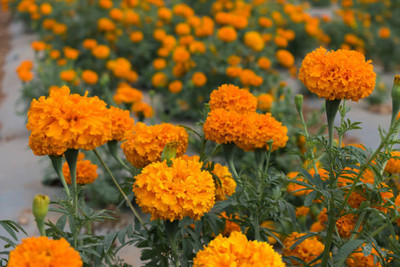 Herbex marigold/gende ka phool flower seeds Seed(75 per packet)