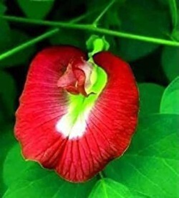 pottit Aparajita Red Flower Plant Seed(8 per packet)