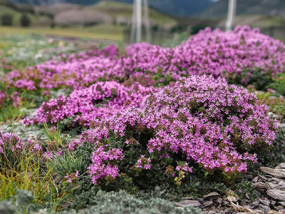 CYBEXIS HUA-82 - Ground Cover Creeping Thyme - (450 Seeds) Seed(450 per packet)