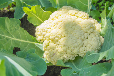 EVERSEED white cauliflower,gobhee seeds Seed(45 per packet)