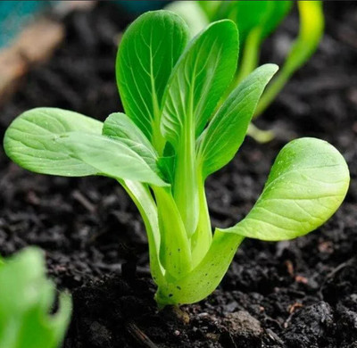WILLVINE PUSA -VI Chinese Cabbage Pak Choi Seeds [1g] Seed(300 per packet)