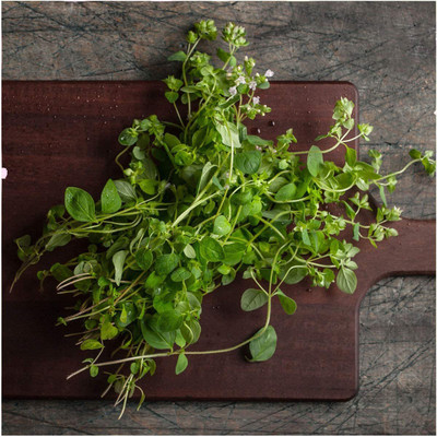 CYBEXIS TLX-7 - Italian Oregano - Wild Marjoram - (150 Seeds) Seed(150 per packet)