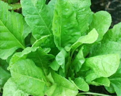 SPINACH 500g , Spinach /palak seeds highest yield dark green leaf Seed(1 per packet)