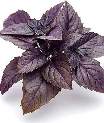 WILLVINE VXI-72 Basil Dark Opal Seed(2000 per packet)