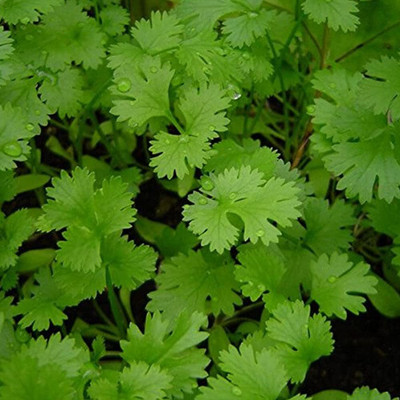 Anand Hybrid Seeds Coriander Seed(10 g)