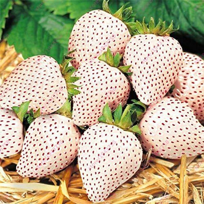 KNESSiN White Strawberry seeds Seed(50 per packet)