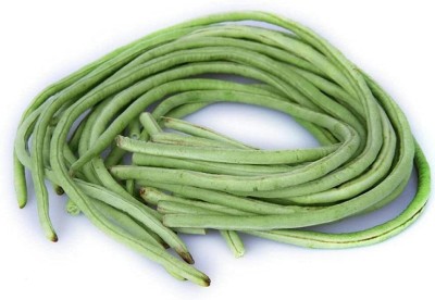 CYBEXIS Really Long-Picked unbeaten White Green Striped Cowpea200 Seeds Seed(200 per packet)