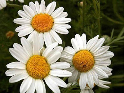 Qualtivate NDIR-231 Chamomile German- Heirloom Seed(250 per packet)