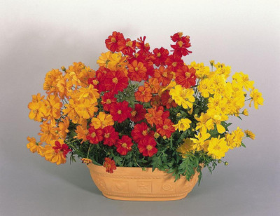 CYBEXIS TLX-75 - Cosmos Sulphureus Cosmic Mix - (270 Seeds) Seed(270 per packet)