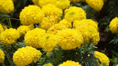 East West Seeds marigold/gende ka phool flower seeds Seed(75 per packet)