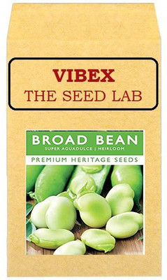 CYBEXIS Broad Bean Seed(800 per packet)