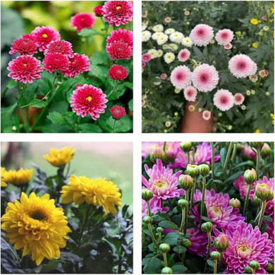 AMAJIT Chandramallika Flower Seeds,Chrysanthemum, Shevanti, Guldawari , Saamandi Seeds Seed(40 per packet)