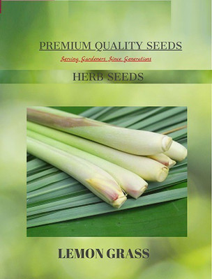 CYBEXIS VVI-55 - Natural Mosquito Repellent Lemongrass - (750 Seeds) Seed(750 per packet)
