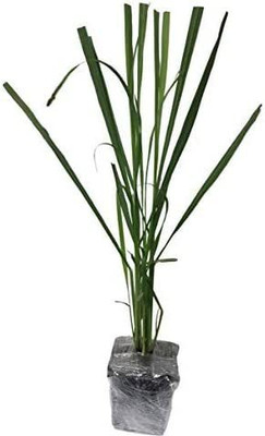 CYBEXIS LX-81 - Lemon Grass/Lemongrass - (2250 Seeds) Seed(2250 per packet)