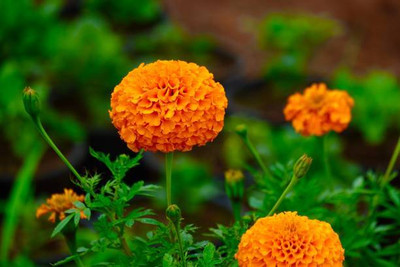 Arshisyat marigold/gende ka phool flower seeds Seed(25 per packet)