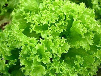 VibeX ® VMR-364 Curly Leaf Lettuce Seed(200 per packet)