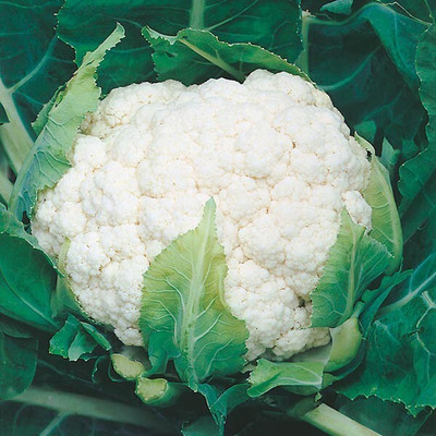 Quentova Cauliflower-3C-SNIG Seed(300 per packet)