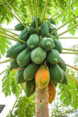Lorvox Hybrid papaya seeds/f1 papaya Seed(425 per packet)