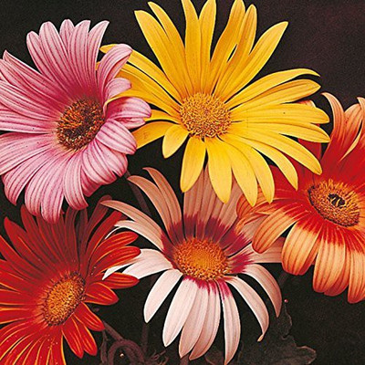 Aywal African Daisy – Dimorphotheca Mixed Color Flower Seed(40 per packet)