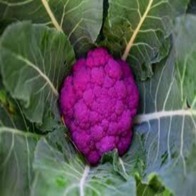 Aywal Purple Cauliflower|Phol Gobhi Hybrid F1 Seeds for Home Gardening Seed(170 per packet)