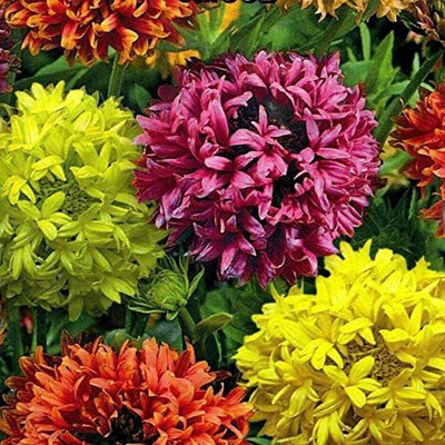 CYBEXIS LX-30 - Flower Russian Gaillardia Lorenziana - (540 Seeds) Seed(540 per packet)