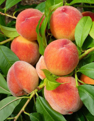 Aywal Peach Fruit Seed(5 per packet)