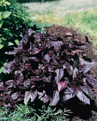 WILLVINE HUA-45 Red Rubin Basil Seeds Seed(1000 per packet)