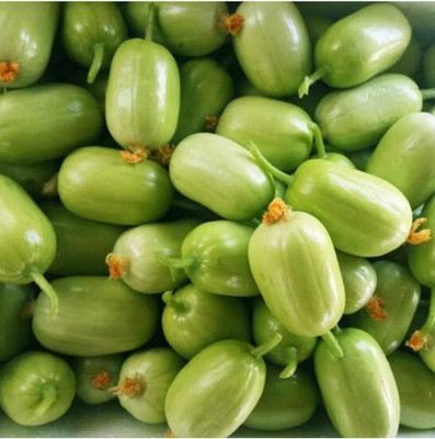 HYBRID Kgp cucumber seeds highest yield variety early fruiting Seed(1 per packet)