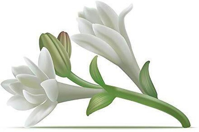 GREENSEA Tuberose, Rajnigandha Flower Seed(12 per packet)