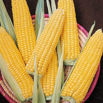 CYBEXIS GBPUT-61 - Sugar Sweet Corn - (750 Seeds) Seed(750 per packet)