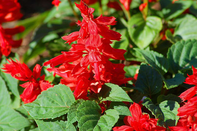 KANAYA Salvia Red Seed(115 per packet)