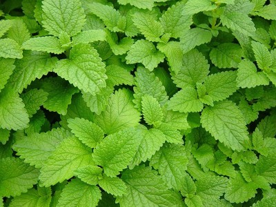 VibeX VVI-89 - Lemon Balm Herbs - (750 Seeds) Seed(750 per packet)