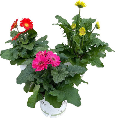 CYBEXIS PAU-62 - Daisies Mix - (60 Seeds) Seed(60 per packet)