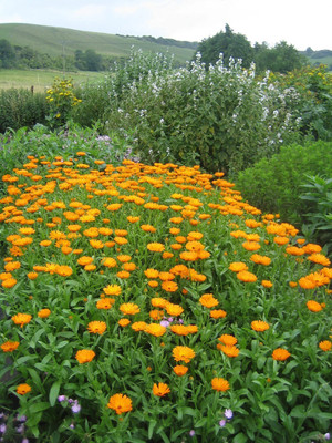 Quentova Calendula organic flower-LTK Seed(40 per packet)