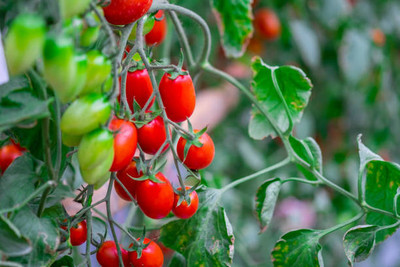 VIBAC tomato Seed(130 per packet)