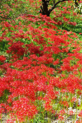 Xesas kanakambaram-firecracker-crossandra Seed(39 per packet)