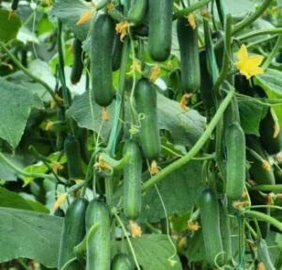 Aywal English Cucumber F9 Seed(90 per packet)