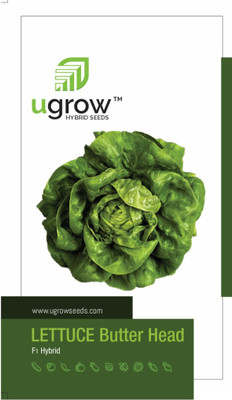 GARDENIFY INDIA SMOOTH & SUCCULENT: PRIME BUTTERHEAD LETTUCE HARVES Seed(30 per packet)