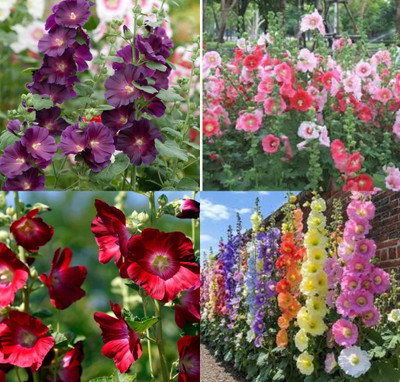 ibains Double flowered hollyhock seeds blue color beej 18 Seed(18 per packet)
