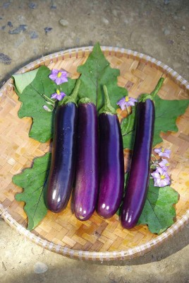Aywal F1 BRINJAL PURPLE LONG/LAMBE BENGAN SEEDS FOR KITCHEN GARDENING Seed(40 g)