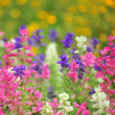 CYBEXIS Salvia mix winter flower seeds Seed(50 per packet)