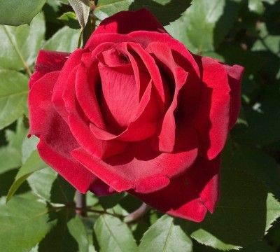 VibeX ® XXL-267 Hybrid Tea Rose Seed Red Seed(50 per packet)