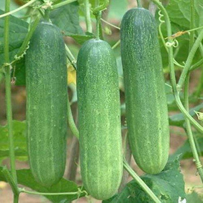 Aywal High Germination Seeds Burpless Hothouse Cucumber Seed(130 per packet)
