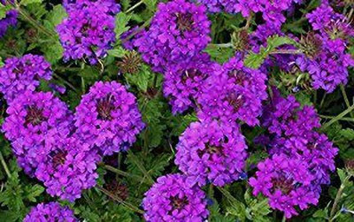 Aro Verbena mix Seed(50 per packet)
