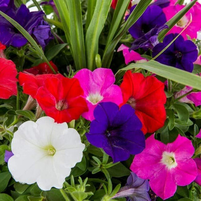 Aywal Petunia Hybrid Mix Flower Seed(90 per packet)