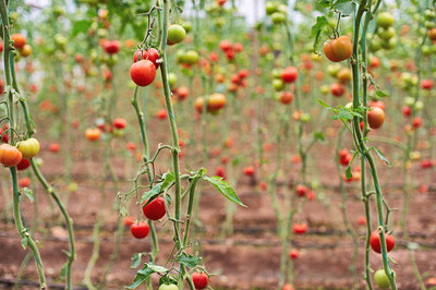 SIDDHARTH FISH FARM tomato Seed(30 per packet)
